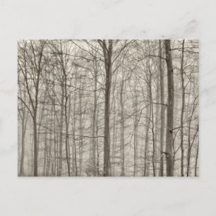 B&W bos met ochtendmist achter de bomen Briefkaart