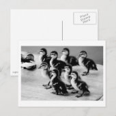 B&W-Briefkaart Briefkaart (Voorkant / Achterkant)