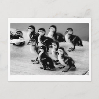 B&W-Briefkaart Briefkaart