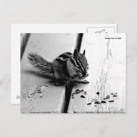 B&W Chipmunk Squirrel Postcard Briefkaart (Voorkant / Achterkant)