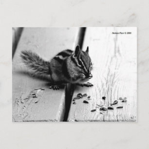B&W Chipmunk Squirrel Postcard Briefkaart