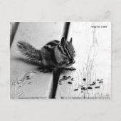 B&W Chipmunk Squirrel Postcard Briefkaart (Voorkant)