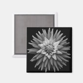 B & W Dahlia Magnet (Voorkant / Achterkant)