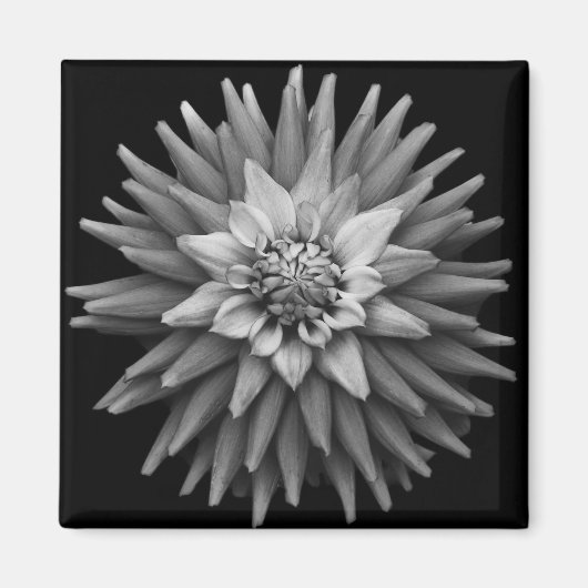 B & W Dahlia Magnet (Voorkant)