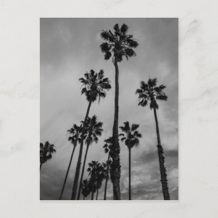B&W de palmen van Los Angeles Briefkaart