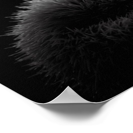 b&w egel-poster poster (Hoek)