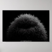 b&w egel-poster poster (Voorkant)