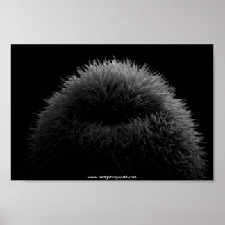 b&w egel-poster poster