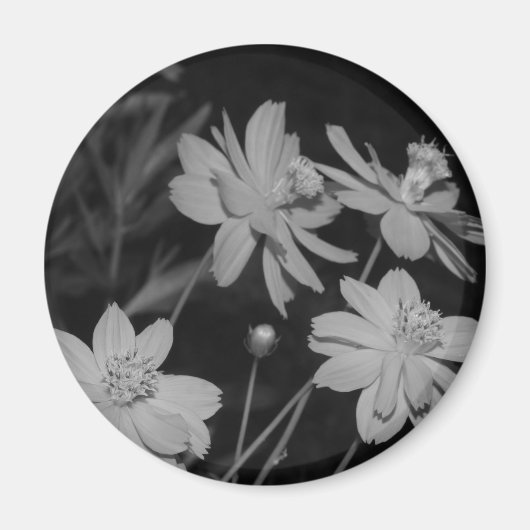B&W - Groep van Zwavelkosmos Magneet (Voorkant)