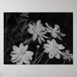 B&W - Groep van Zwavelkosmos Poster