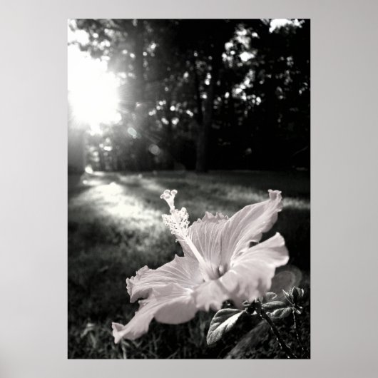 B&W Hibiscus Flower Poster (Voorkant)