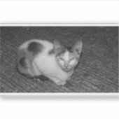 B&W - Kat 03 Sticker (Voorkant)
