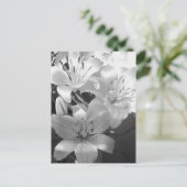 b&w lillies briefkaart (Staand voorkant)