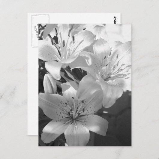 b&w lillies briefkaart (Voorkant / Achterkant)