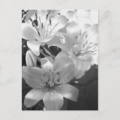 b&w lillies briefkaart (Voorkant)