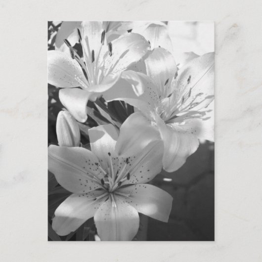 b&w lillies briefkaart (Voorkant)