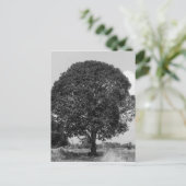 B&W-mangoboom Briefkaart (Staand voorkant)