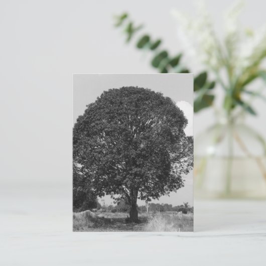 B&W-mangoboom Briefkaart (Staand voorkant)