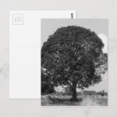 B&W-mangoboom Briefkaart (Voorkant / Achterkant)