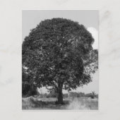 B&W-mangoboom Briefkaart (Voorkant)