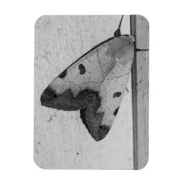 B&W - Ophiusa tirhaca, de groene draak Magneet