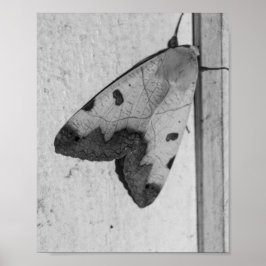 B&W - Ophiusa tirhaca, de groene draak Poster