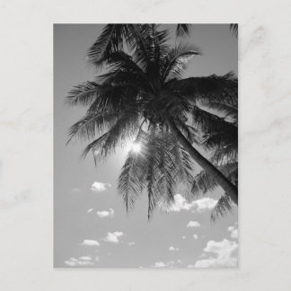 B&W palm Briefkaart