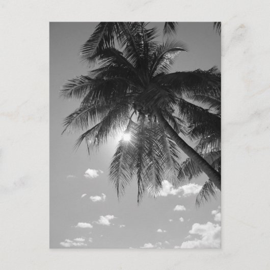 B&W palm Briefkaart (Voorkant)