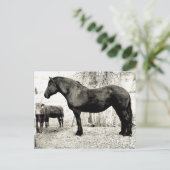 B&W Percheron Mare Briefkaart (Staand voorkant)