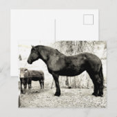 B&W Percheron Mare Briefkaart (Voorkant / Achterkant)