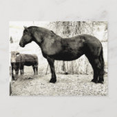 B&W Percheron Mare Briefkaart (Voorkant)
