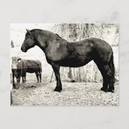 B&W Percheron Mare Briefkaart (Voorkant)