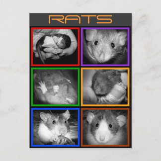 B&W RATS collage Briefkaart