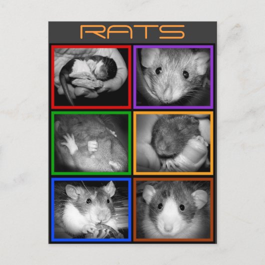 B&W RATS collage Briefkaart (Voorkant)