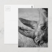 B&W Rhinoceros Briefkaart (Voorkant / Achterkant)