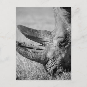 B&W Rhinoceros Briefkaart