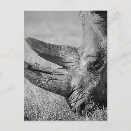 B&W Rhinoceros Briefkaart (Voorkant)