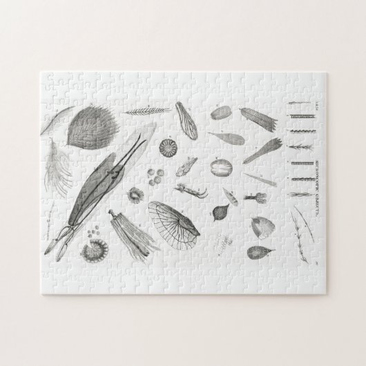 B&W Science Microbiology Magnification Microscopic Legpuzzel (Horizontaal)