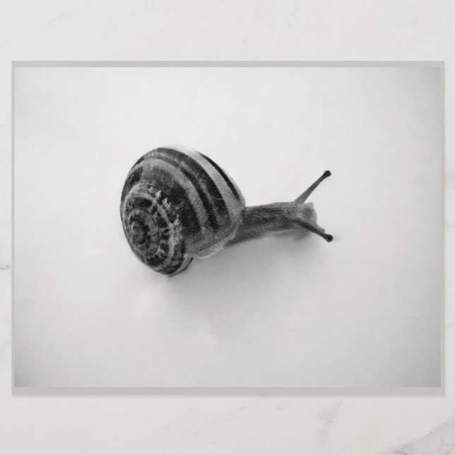 B&W slak (Voorkant)