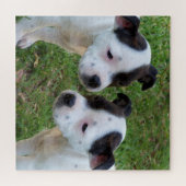 B W Staffordshire Bull Terrier Puppies, puzzel (Horizontaal)