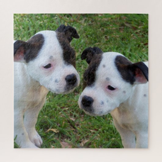 B W Staffordshire Bull Terrier Puppies, puzzel (Verticaal)