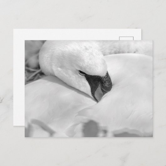 B&W Swan Briefkaart (Voorkant / Achterkant)
