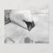 B&W Swan Briefkaart (Voorkant)