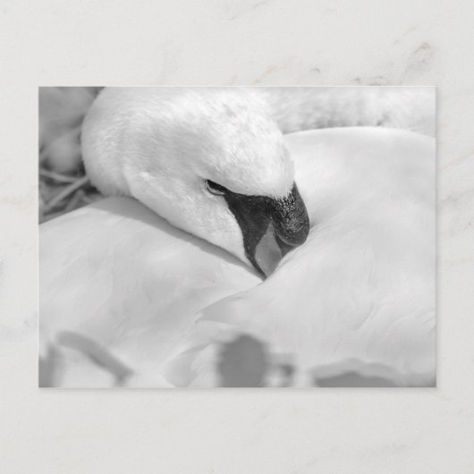 B&W Swan Briefkaart (Voorkant)
