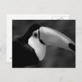 B&W Tucano-vogel Briefkaart (Voorkant / Achterkant)