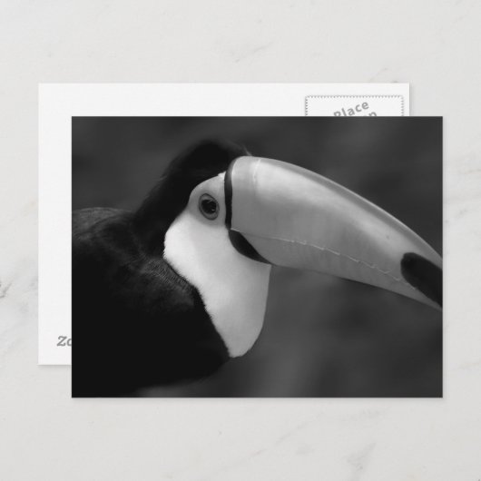 B&W Tucano-vogel Briefkaart (Voorkant / Achterkant)
