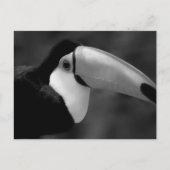 B&W Tucano-vogel Briefkaart (Voorkant)
