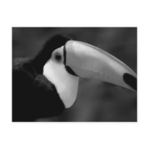 B&W Tucano-vogel