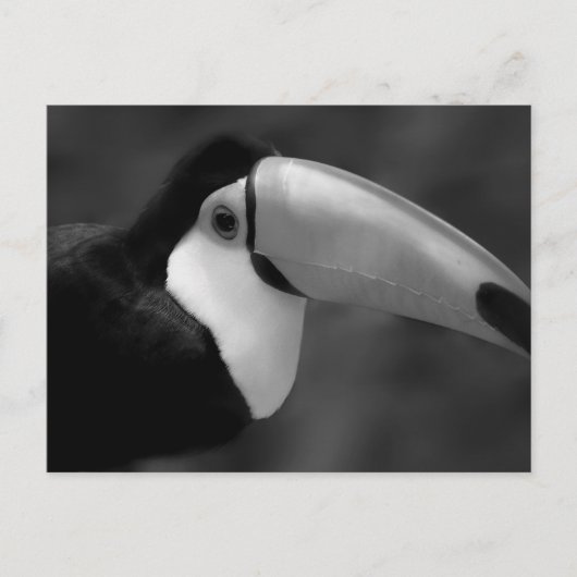 B&W Tucano-vogel Briefkaart (Voorkant)