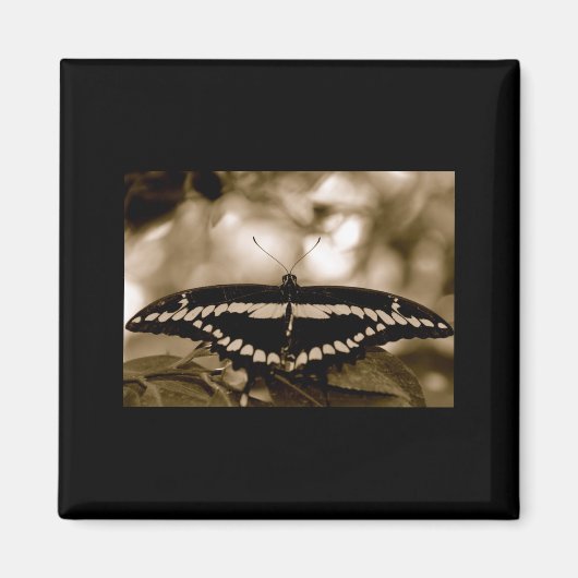 B/W vlindermagneet Magneet (Voorkant)